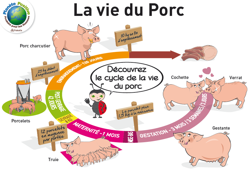 la vie du cochon porc